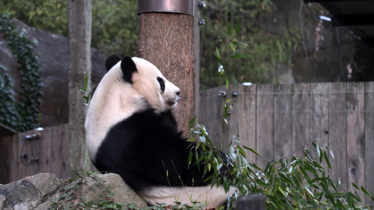 ABD\'deki Smithsonian Ulusal Hayvanat Bahçesi\'ndeki pandalar Çin\'e dönüyor