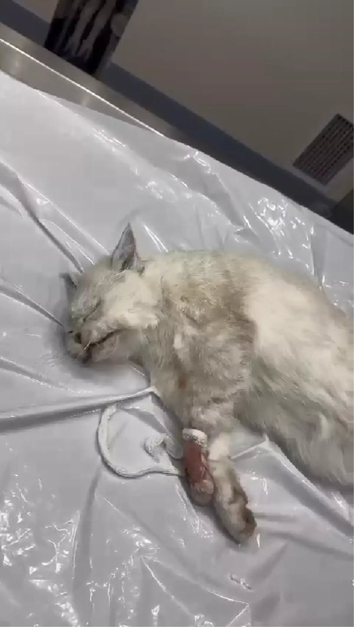 İSTANBUL-VETERİNER KLİNİĞİNDE İHMAL İDDİASI; ÖLEN KEDİSİNİ POLİS EŞLİĞİNDE TESLİM ALIP OTOPSİYE GÖNDERDİ