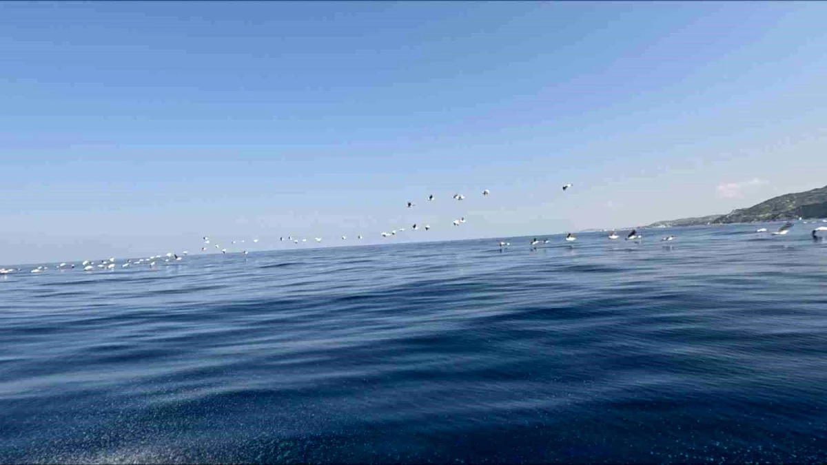 Akdeniz\'de Pelikanların Göçü