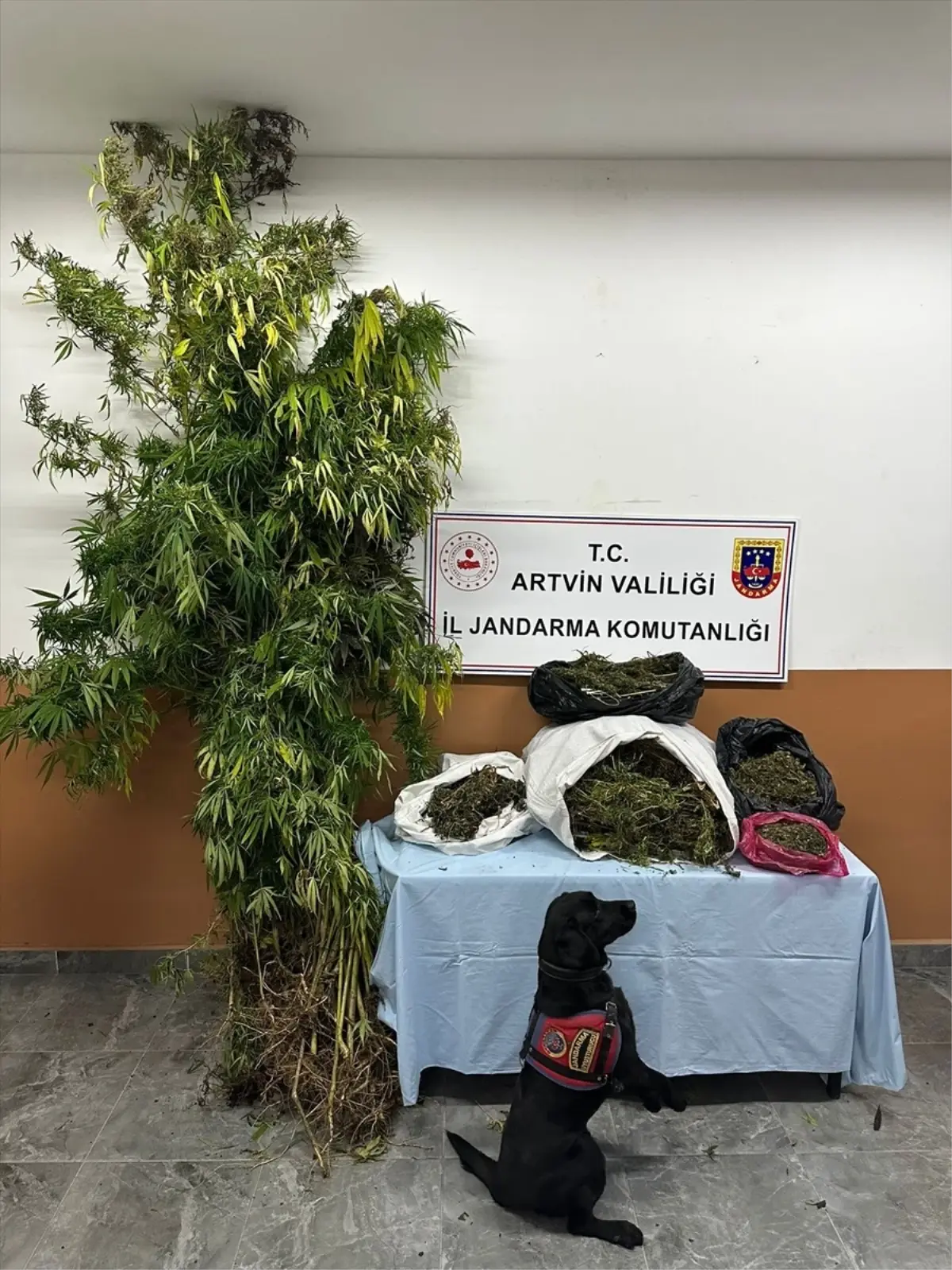 Artvin\'de Uyuşturucu Operasyonu: 5 Tutuklama