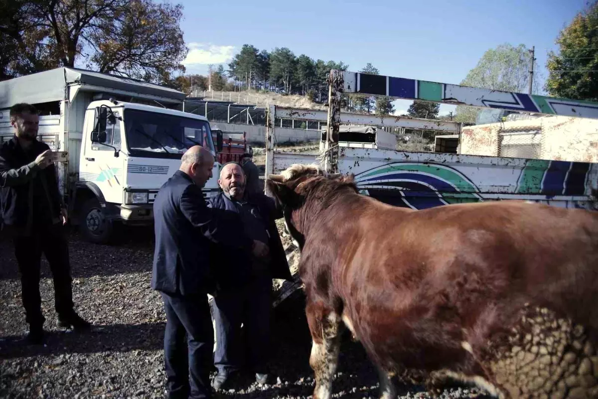 Büyükorhan\'da Canlı Hayvan Pazarı ve Cuma Kavurması Geleneği