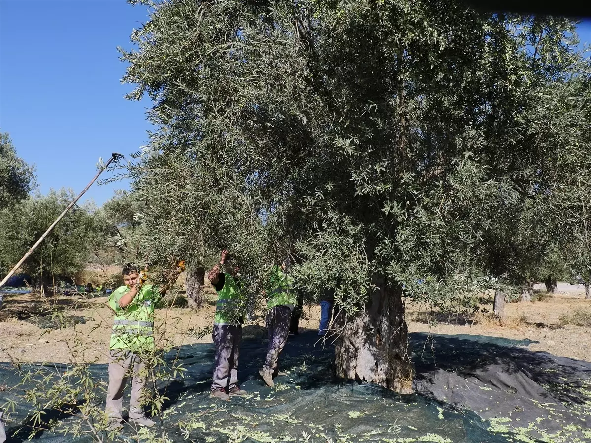 Zeytinyağı Üretiminde Rekolte Beklentisi Açıklandı