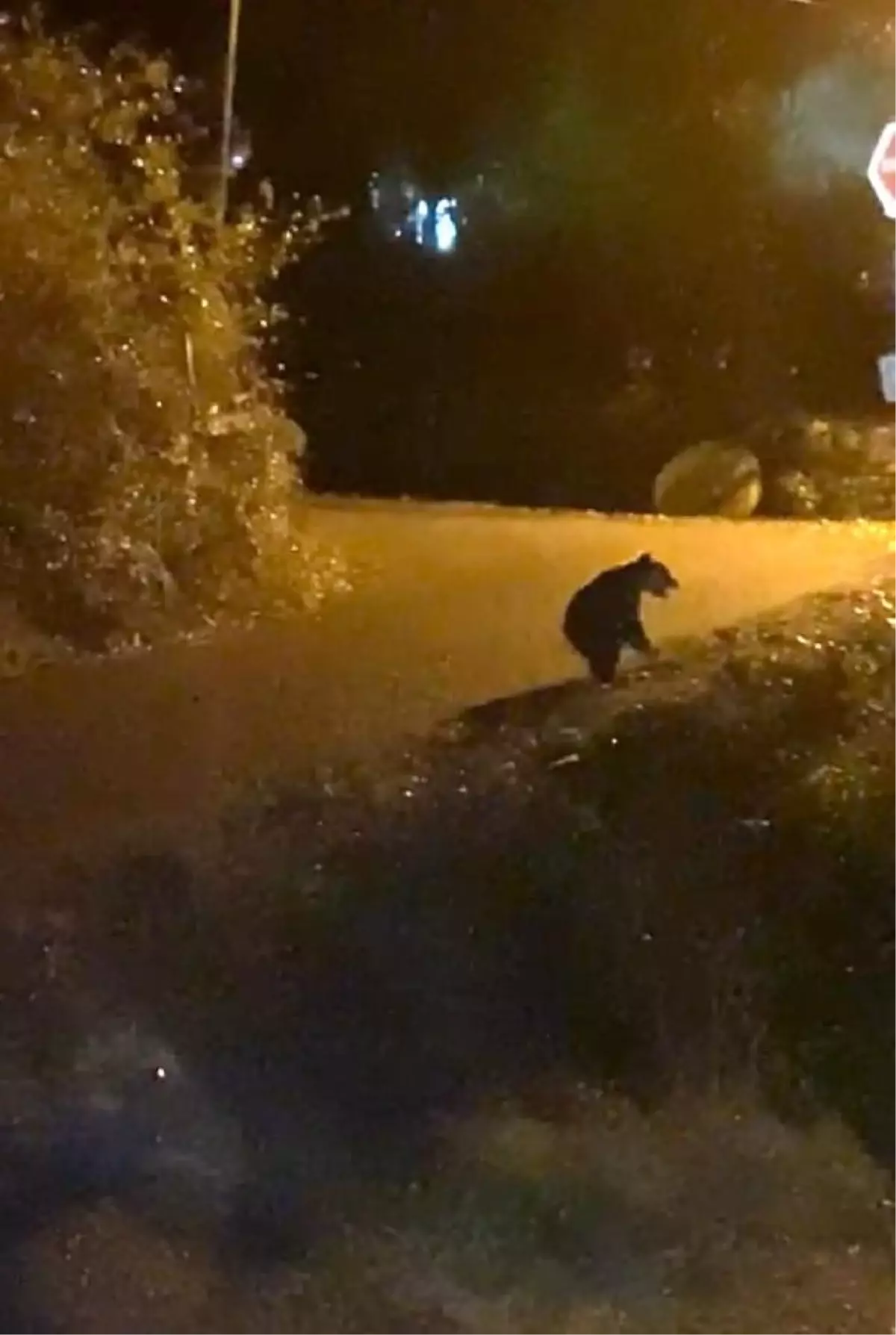 Bozayıların yaşam alanlarındaki baskılar artıyor