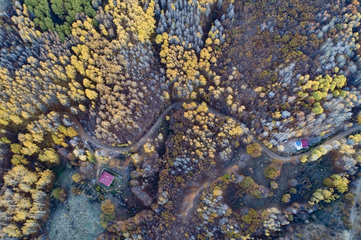 Tunceli\'deki Salördek Ormanları Doğaseverlerin Uğrak Yeri