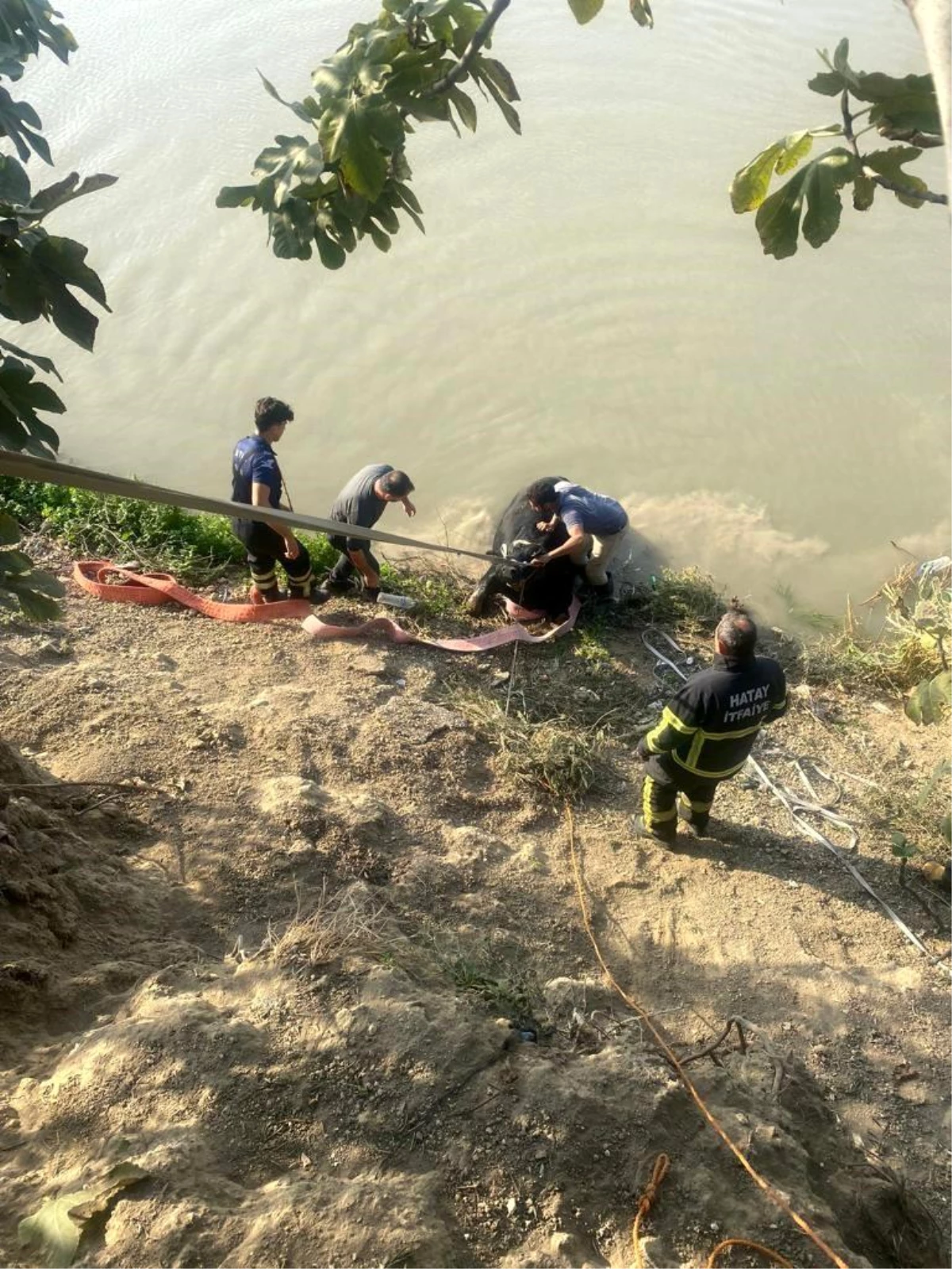 Hatay\'da Asi Nehrine düşen ineği itfaiye ekipleri kurtardı
