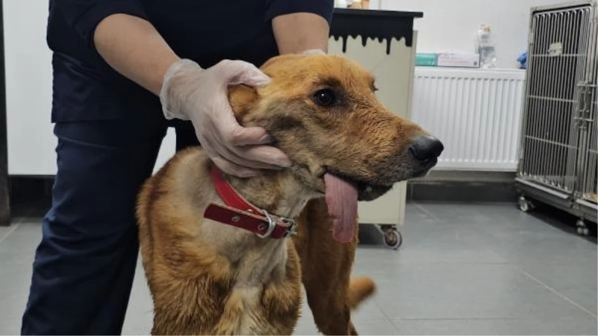 Sokak köpeği tedavi edildi, kendi kendine beslenmeye başladı