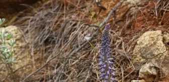 Muğla'da Yeni Bir Endemik Bitki Türü Keşfedildi