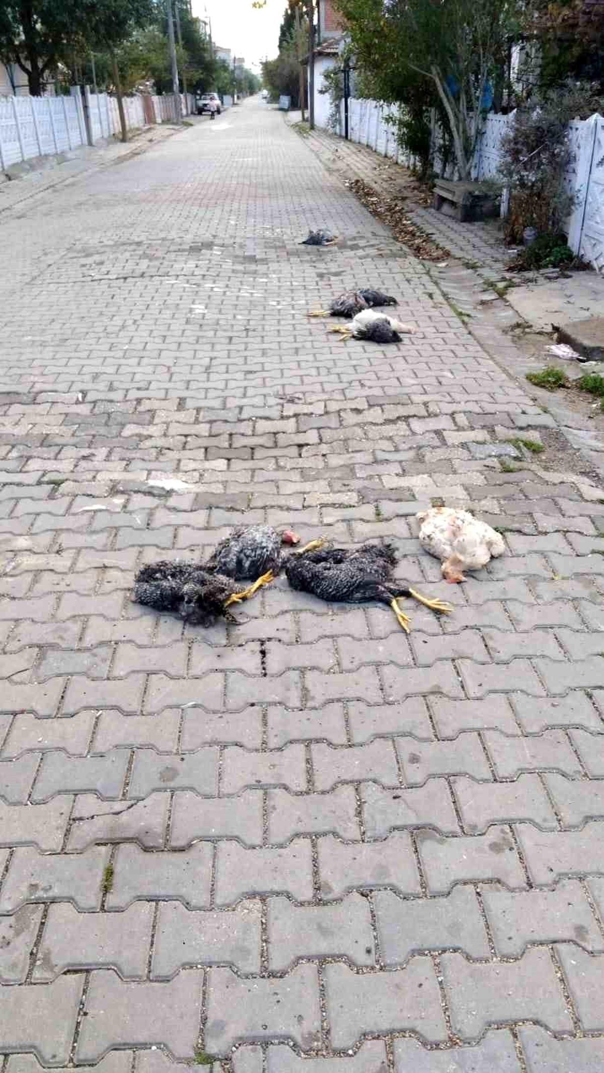 Muratlı\'da Sokak Ortasında Telef Olmuş Kümes Hayvanları Bulundu