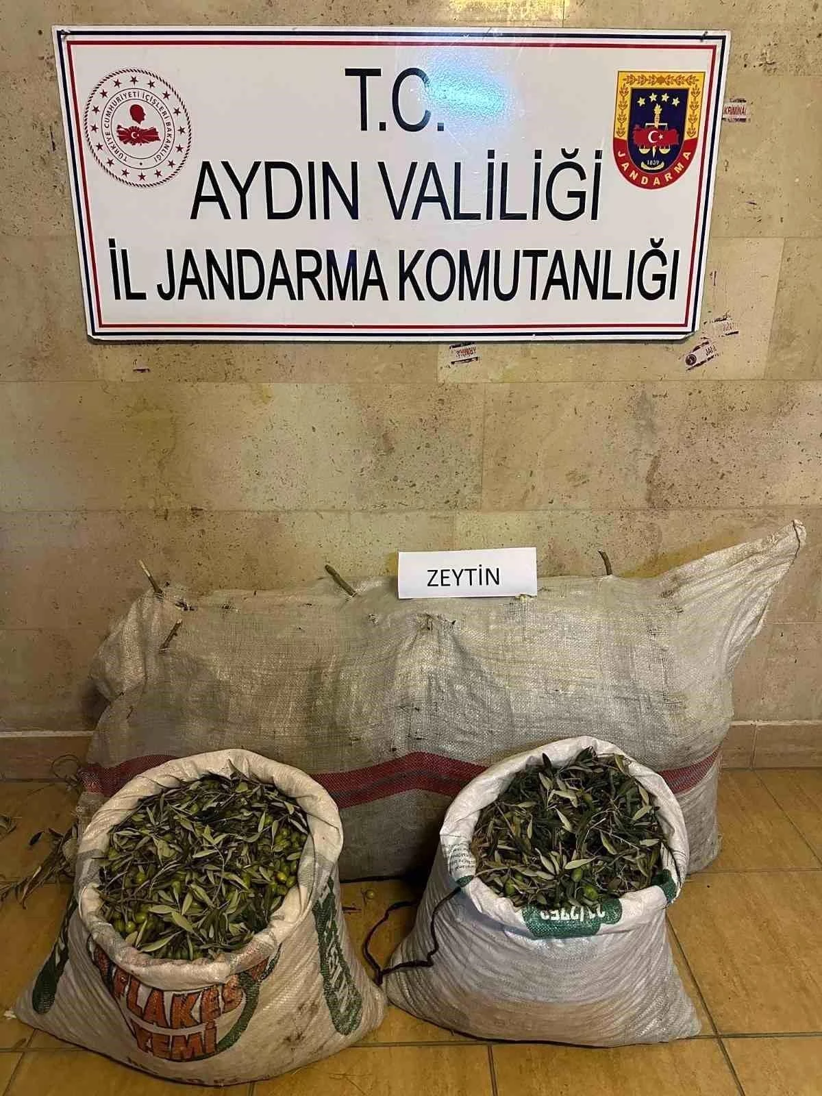 Aydın\'da 150 Kilogram Zeytin Çalan Hırsızlar Yakalandı
