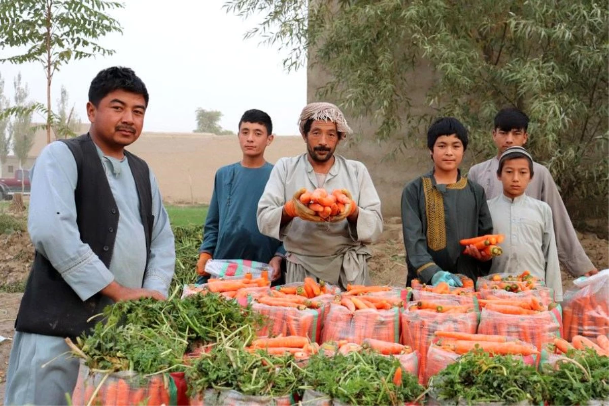 Albüm: Afganistan\'da Havuç Hasadı Çiftçilerin Yüzünü Güldürdü