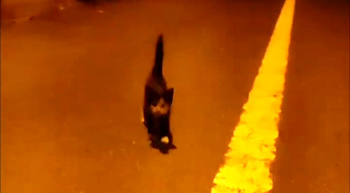 Arnavutköy\'de Yavru Kedi Sürücüyü Sevindirdi