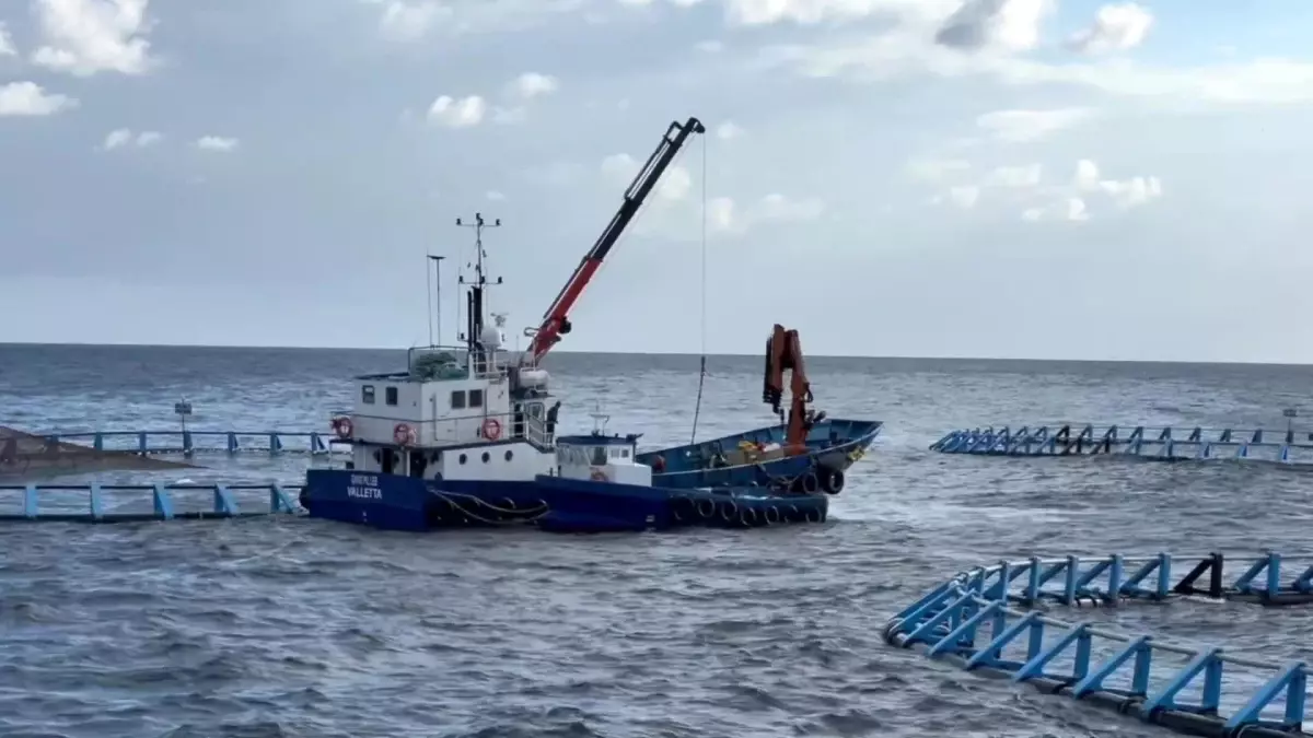 Malta\'nın Mavi Yüzgeçli Orkinosları Çin Pazarında Yeni Fırsatlar Yakalıyor