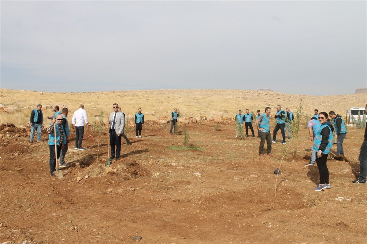 Mardin Denetimli Serbestlik Müdürlüğü tarafından fidan dikimi yapıldı