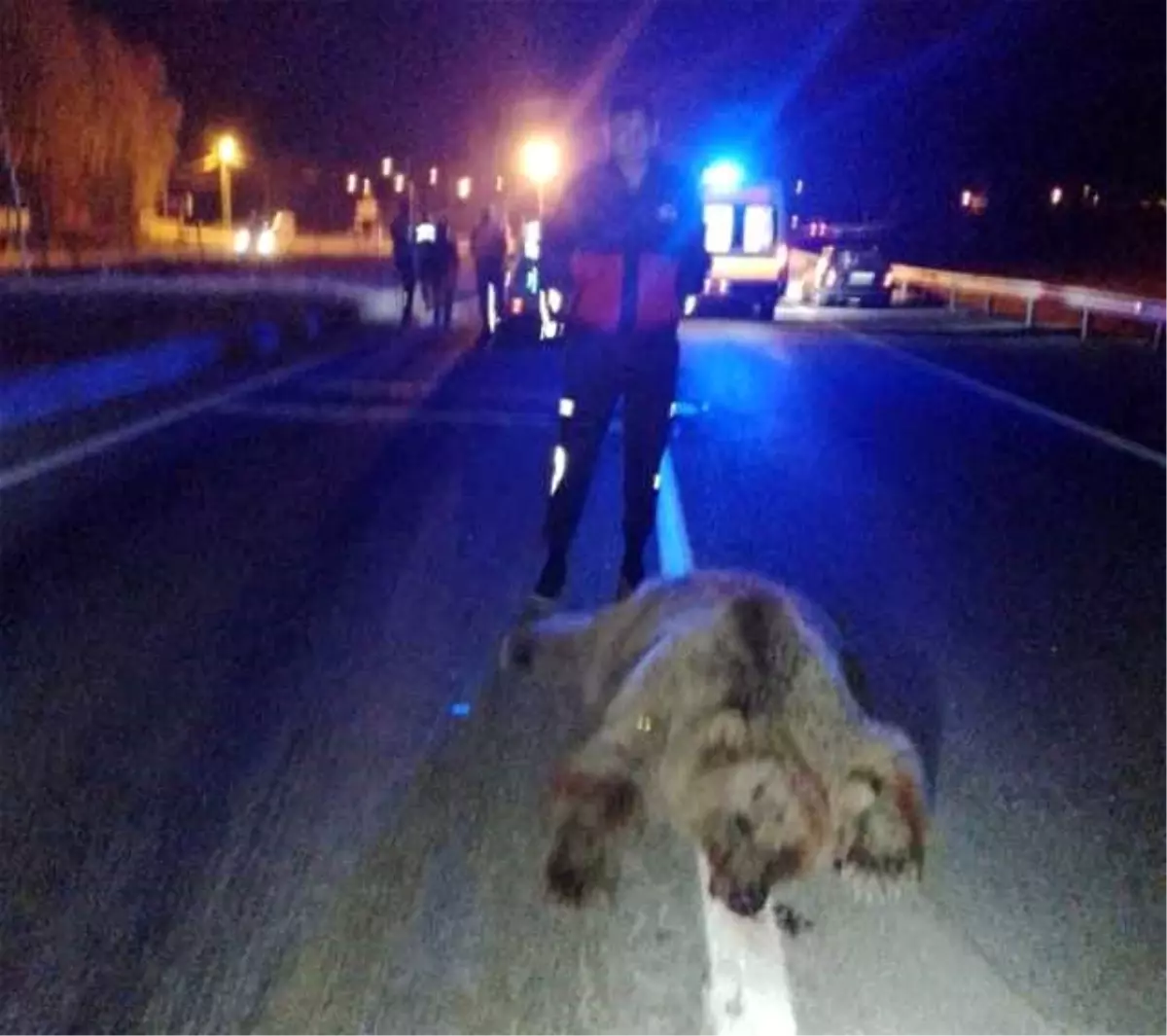 Bayburt\'ta Otomobil Ayıya Çarptı, Ayı Telef Oldu