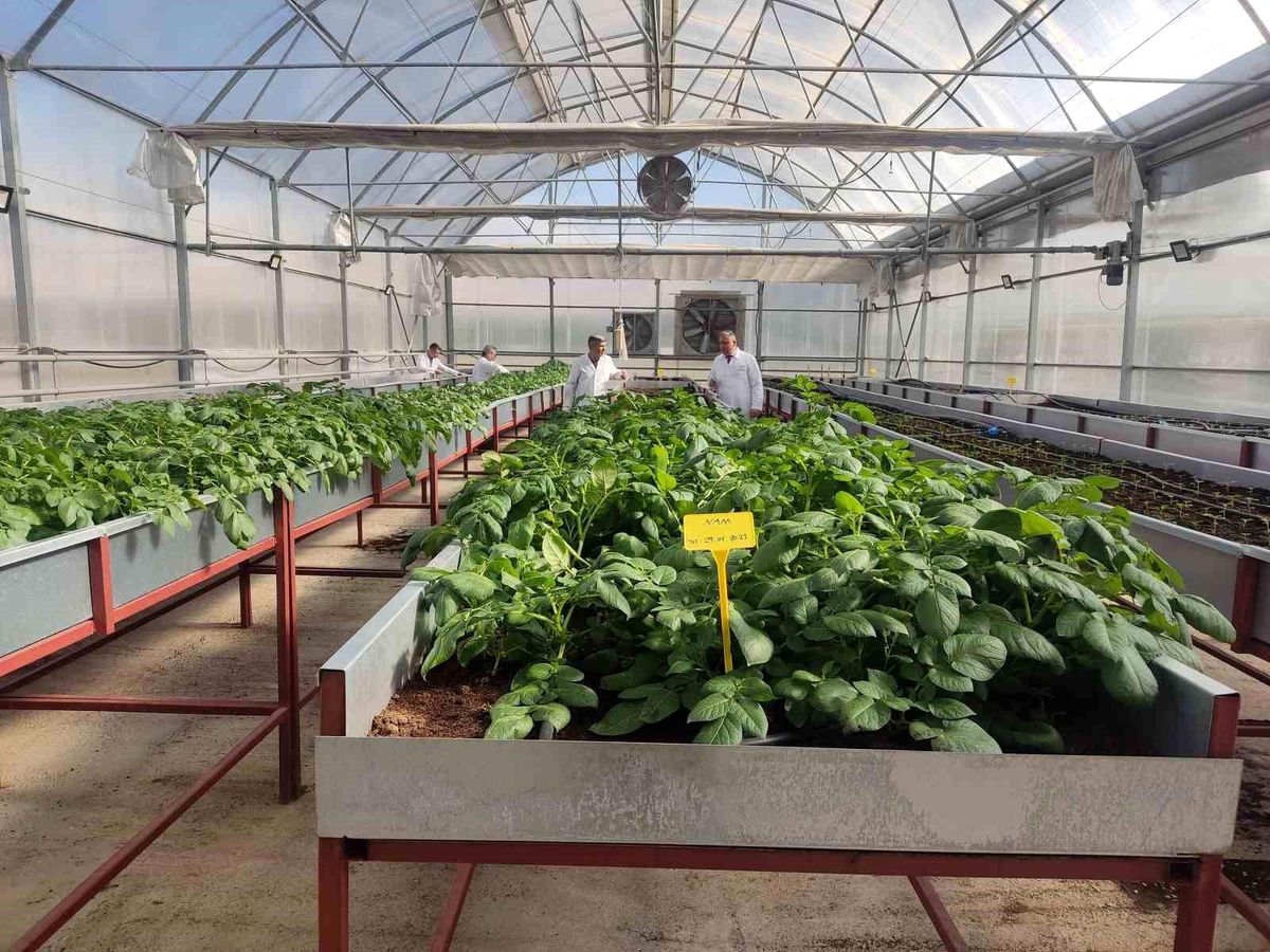 Niğde Patates Araştırma Enstitüsü, Topraksız Tarım Sistemiyle Üretim Kapasitesini Arttırdı