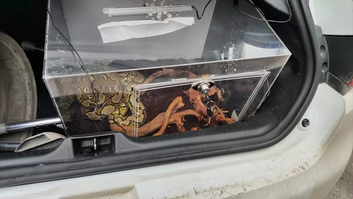 Antalya\'da Uygulamada Otomobilin Bagajında Piton Bulundu