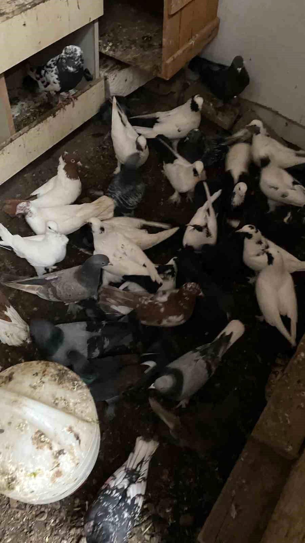 Bandırma\'da Çalınan 50 Cins Güvercin Sahibine Teslim Edildi