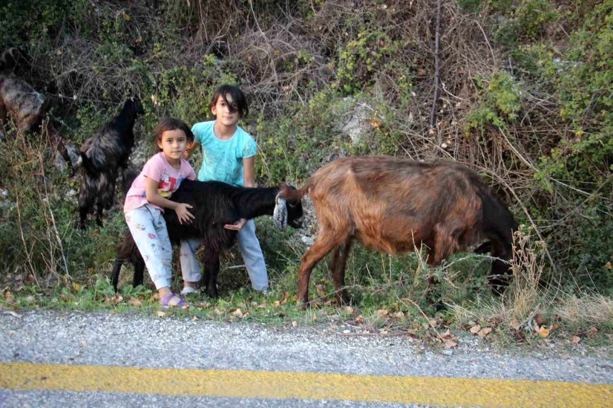 Aydın\'ın Bozdoğan ilçesinde 13 yaşındaki kız çocuğu hem kardeşine hem de keçilerine gözü gibi bakıyor