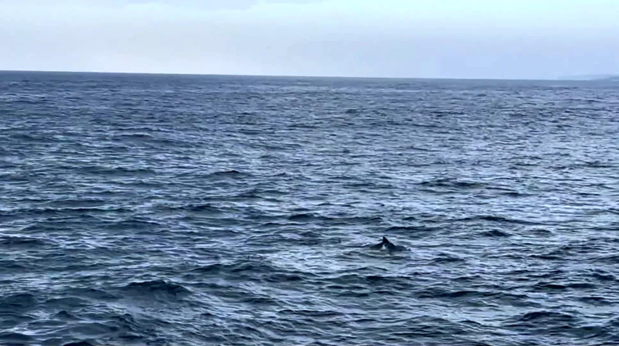 Mavi balinaların göçü iklim değişikliği nedeniyle gecikiyor