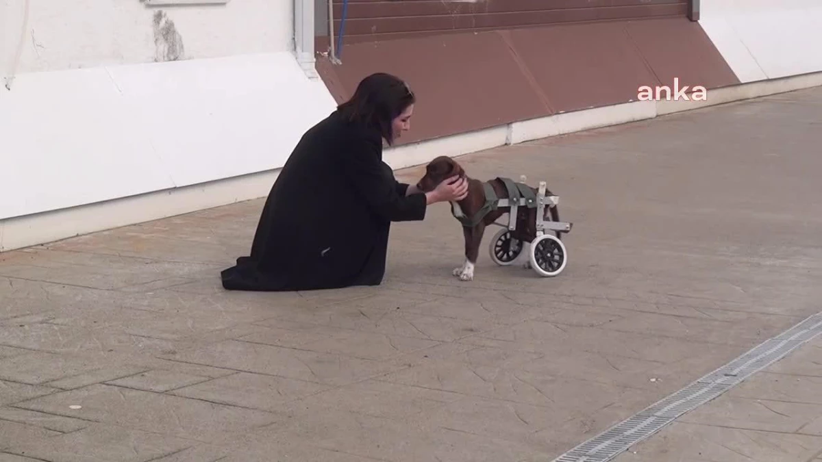 Sinop Üniversitesi Öğrencileri, Felçli Köpeği Sahiplendi ve Maskotları Haline Getirdi