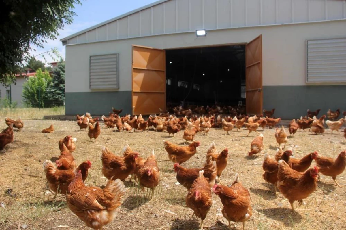 Eylül Ayında Tavuk Eti Üretimi Yüzde 8,9 Arttı