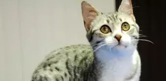 Kayseri'de Tek Patili Kedi Almanya'ya Gidiyor
