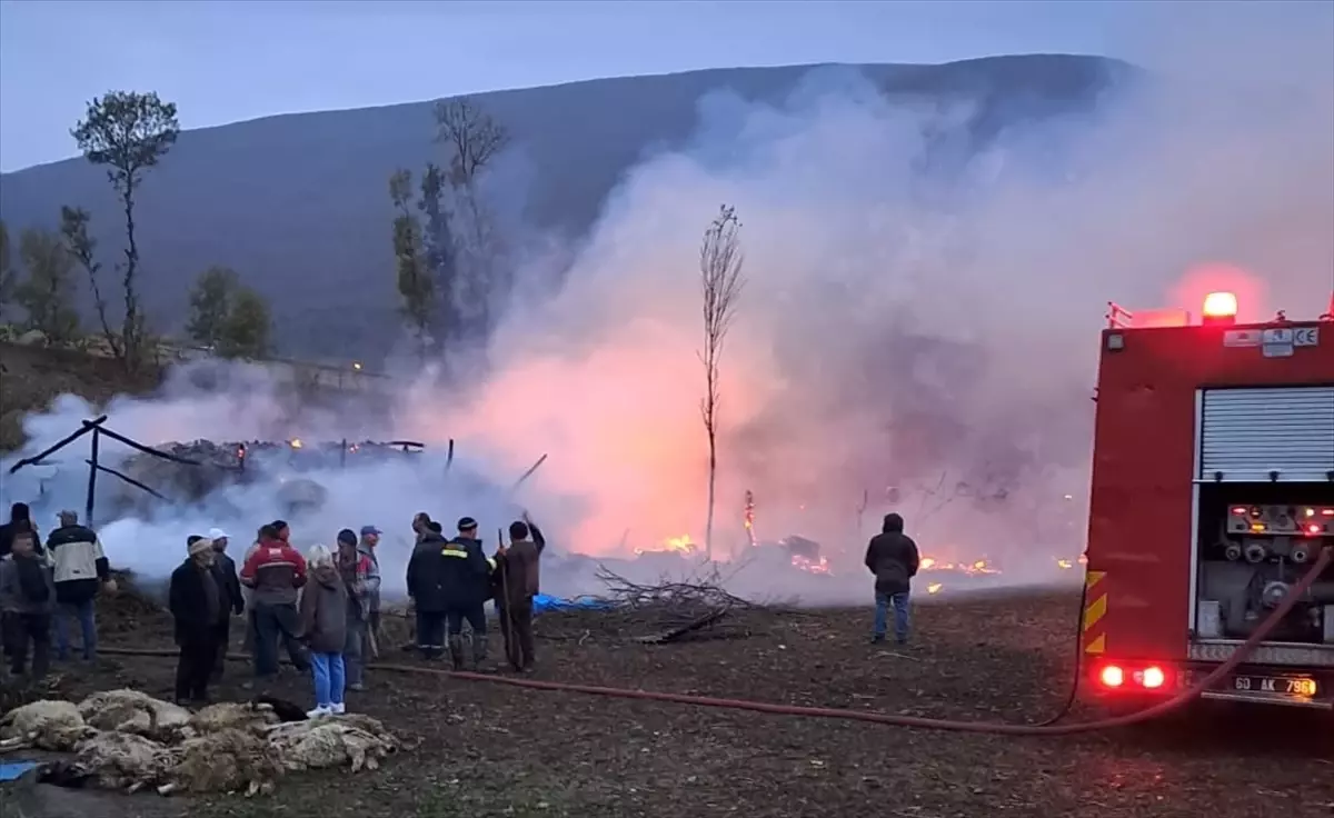 Tokat\'ta bir ağılda çıkan yangında 50 koyun telef oldu