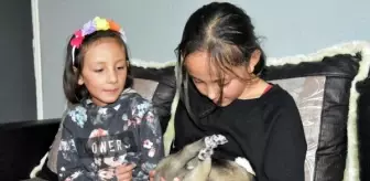 İnekleri otlatırken buldukları köpeğe sahip çıkan ikizler