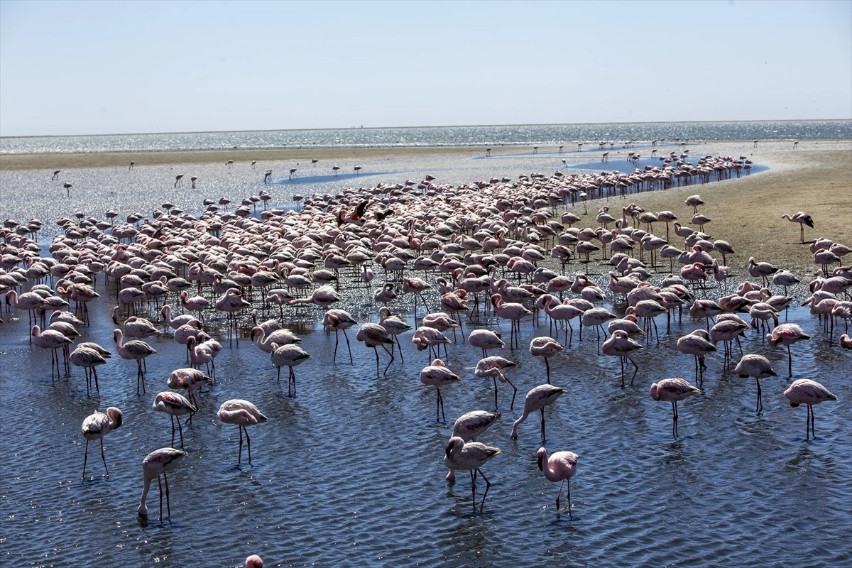 Namibya\'nın Walvis Bay şehri flamingoların evi