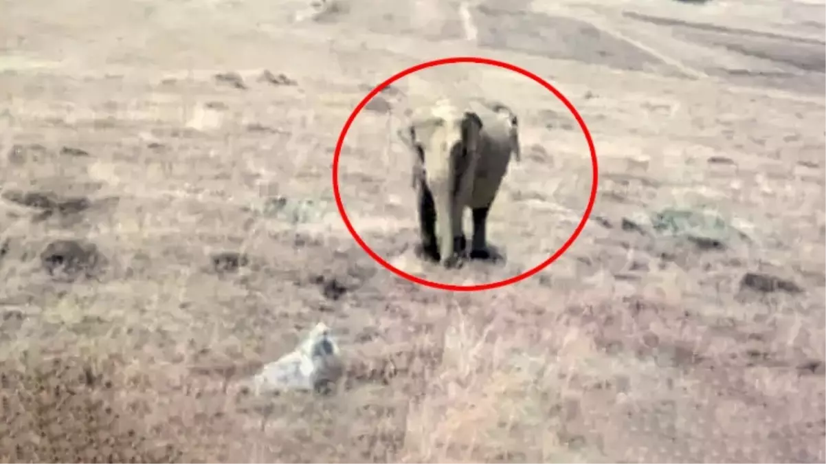 Olayın aslı ne? Fil görüldüğü öne sürülen köyün muhtarı da sessizliğini bozdu 