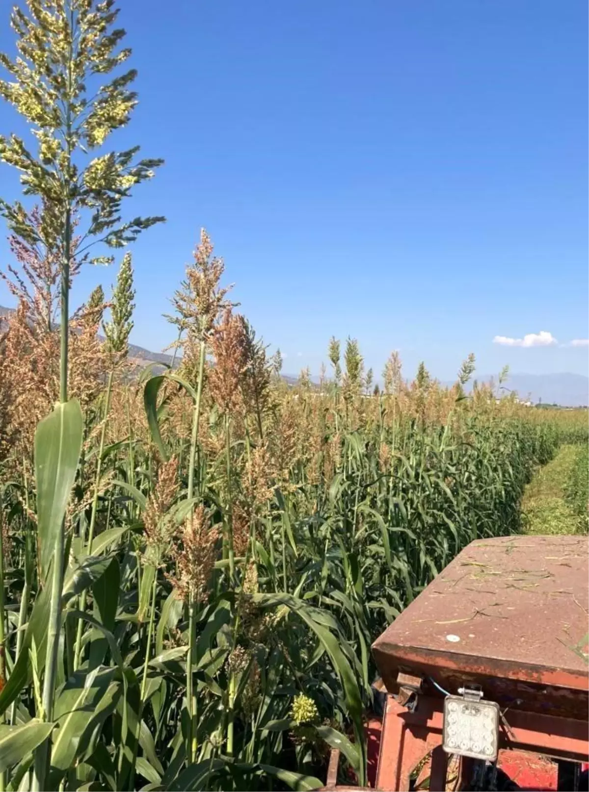 Aydın\'da Yem Bitkileri Projesi Tamamlandı