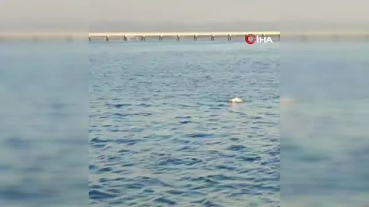 Denizin ortasında ölümü bekleyen martıyı balıkçılar kurtardı