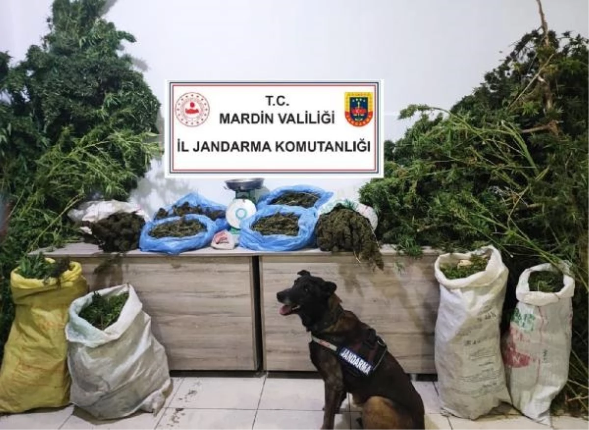 Mardin\'de Manav Dükkanında Uyuşturucu Operasyonu: 16 Kilo Esrar Ele Geçirildi