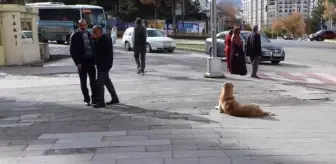 Prof. Dr. Sabuncuoğlu: 'Köpek görünce ağaç olacaksın' düşüncesi yanlış