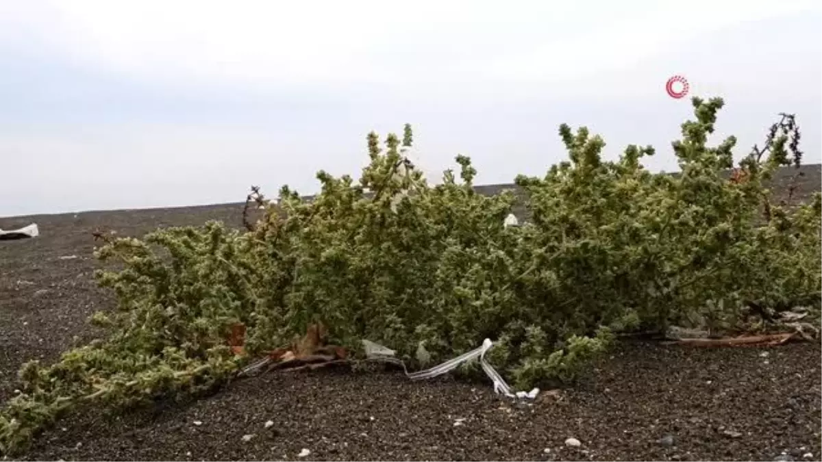 Türkiye'nin en uzun kumsalında 200 tür bitki yetişiyor