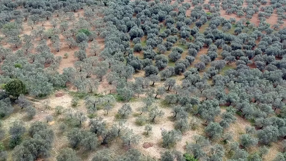 Zeytinyağı fiyatları dünyayla paralel gidiyor