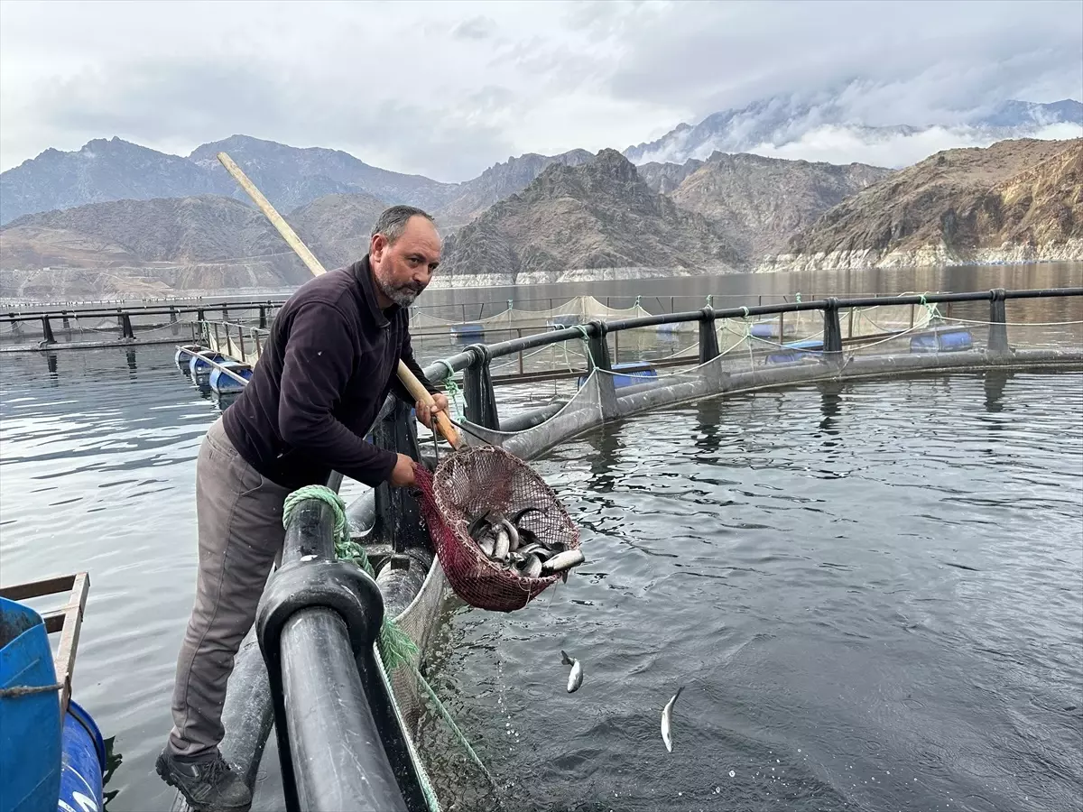 Erzurum\'da Ayvalı Barajı\'nda Üretilen Balıkların Büyük Çoğunluğu Yurt Dışına Pazarlanıyor