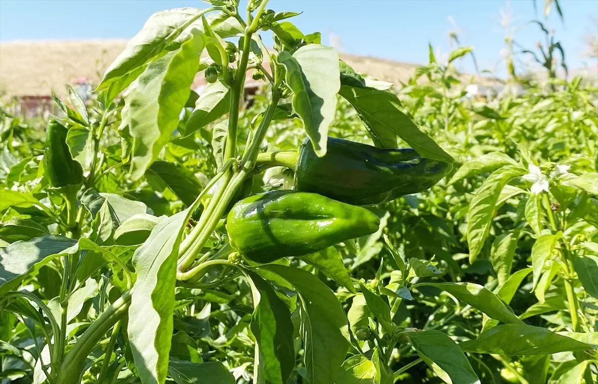 Kırşehir\'de Cemele biberi üretimiyle çiftçiler geçimini sağlıyor