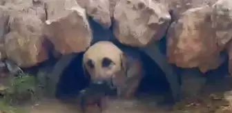 Nusaybin'de mahsur kalan köpek ve yavruları itfaiye tarafından kurtarıldı