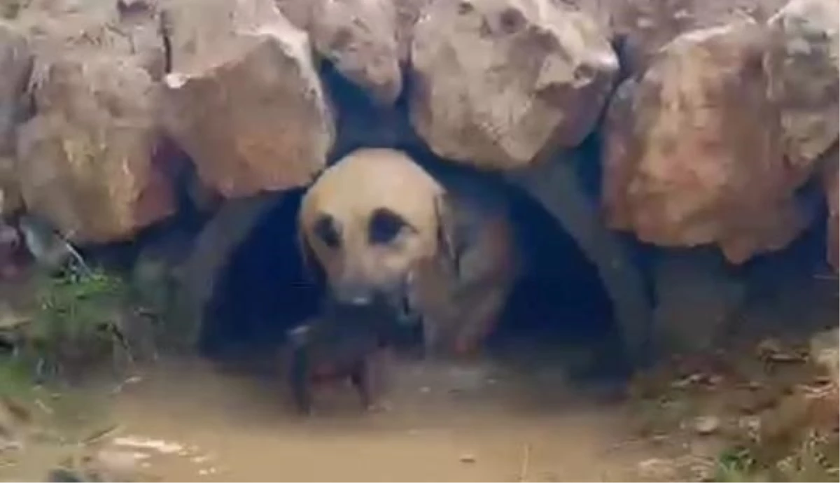 Nusaybin\'de mahsur kalan köpek ve yavruları itfaiye tarafından kurtarıldı