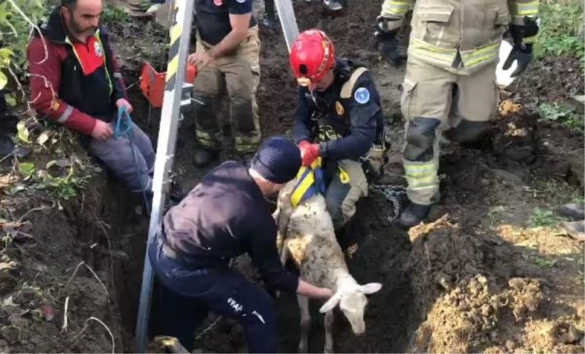 İnegöl\'de mahsur kalan koyun itfaiye ekipleri tarafından kurtarıldı