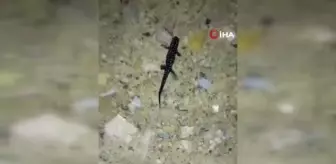 Batman'da nesli tehdit altında olan 'sarı benekli semender' görüldü