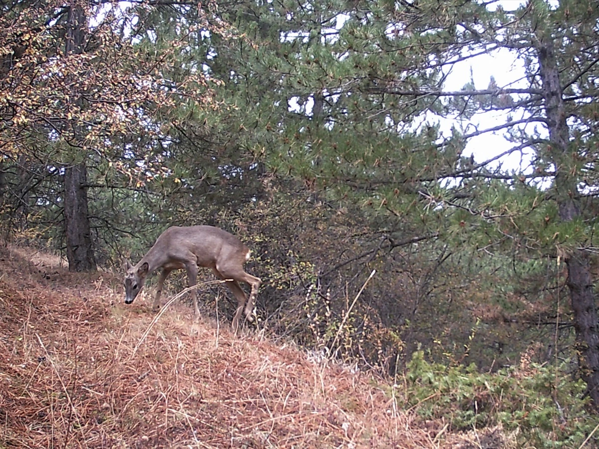 Çankırı\'da yağmur altında ormanda yiyecek arayan kızıl geyikler fotokapanla görüntülendi