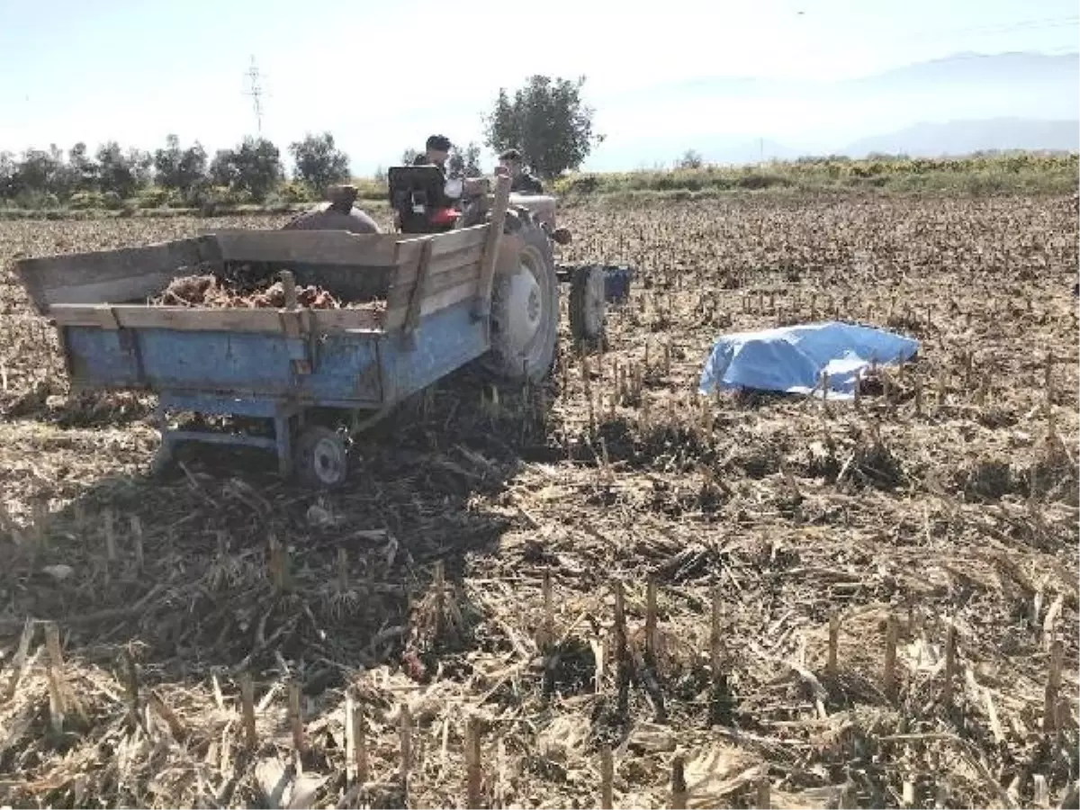 Salihli'de Çiftçi Mısır Tarlasında Ölü Bulundu