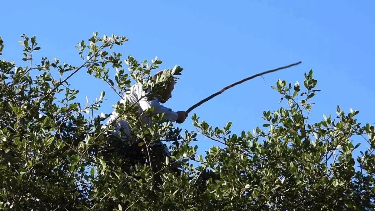 Hatay\'da Binlerce Ton Defne Yaprağı İhracat İçin Toplanıyor