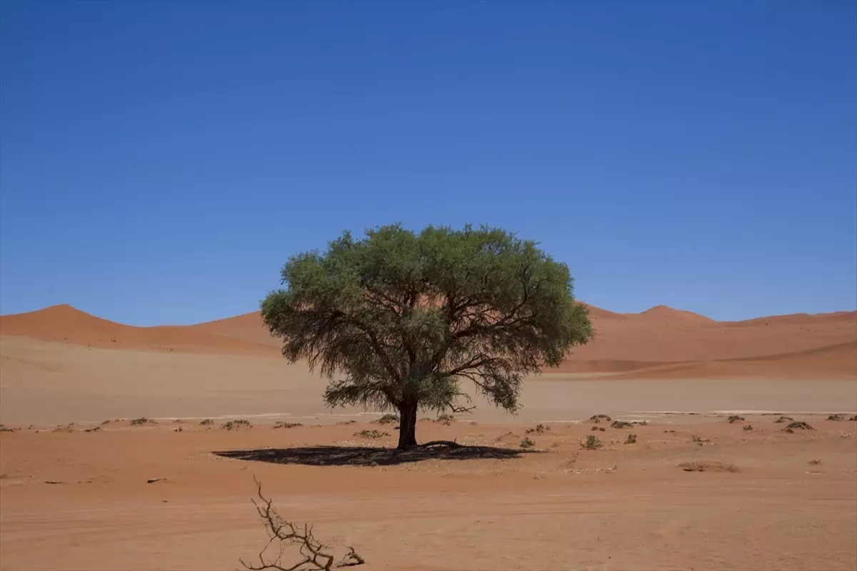 Namib Çölü: Dünyanın En Yaşlı Çölü