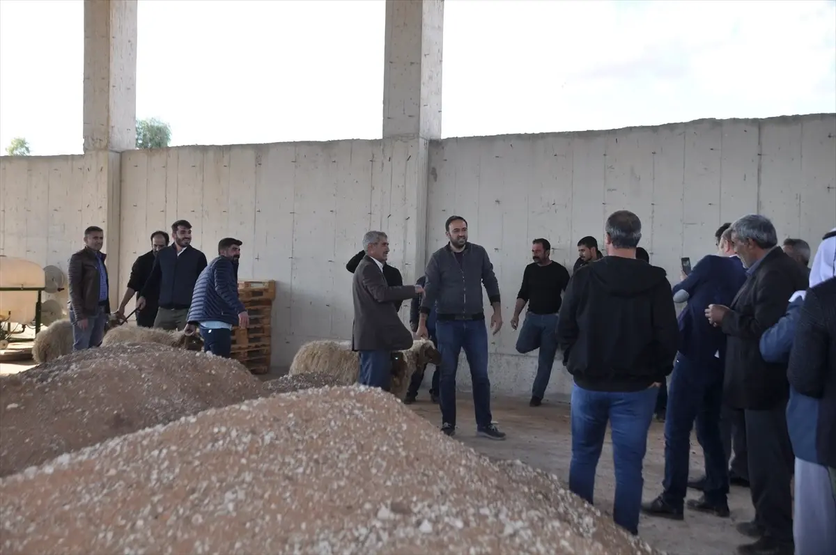 Mardin\'de yetiştiricilere küçükbaş hayvan desteği