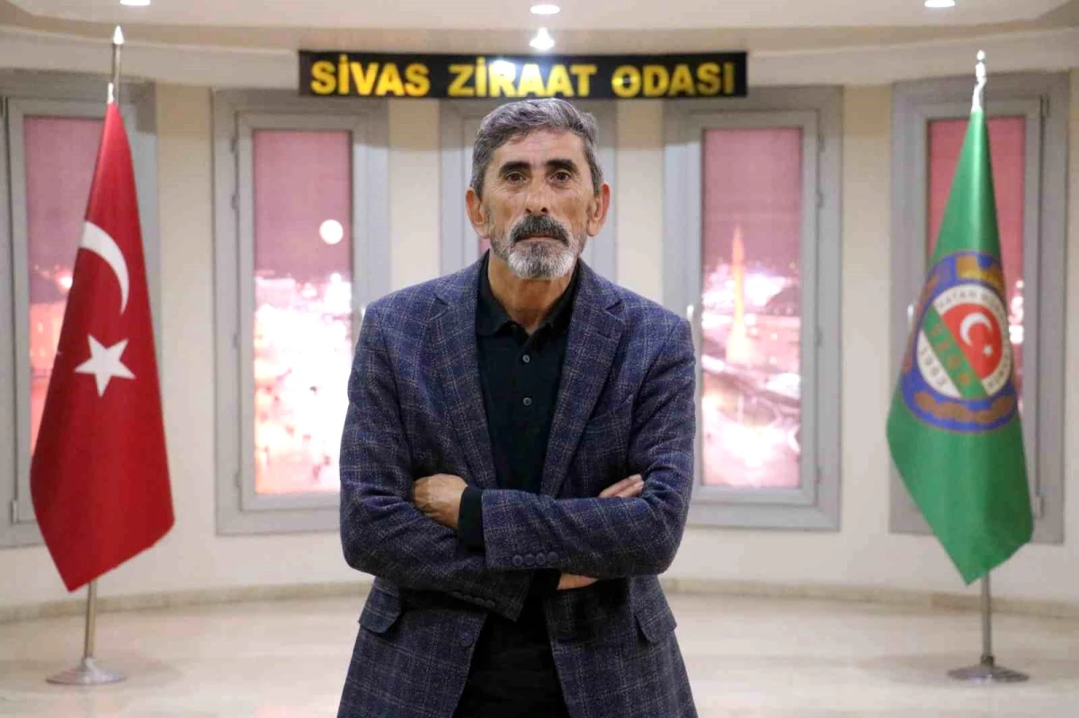 Sivas\'ta Yağışlar Şeker Pancarı Rekoltesini Etkiledi