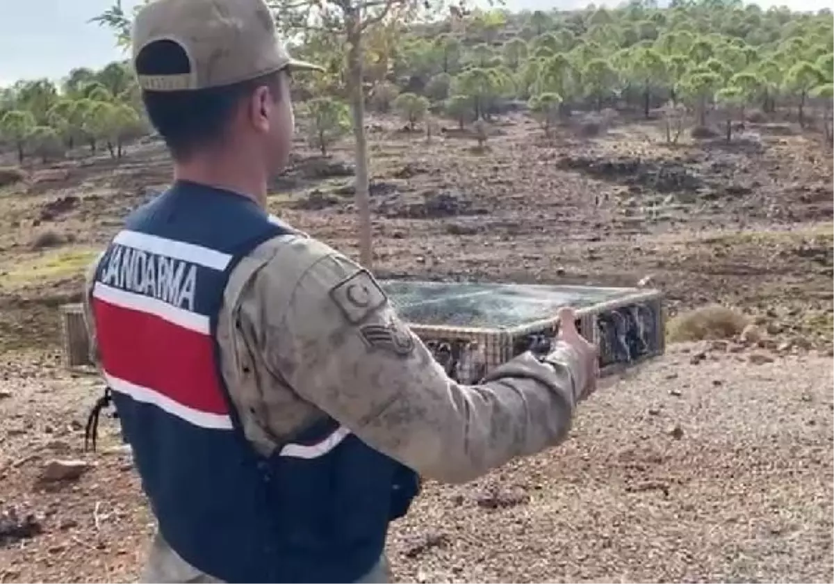Hassa'da 4 Bin Saka Kuşu Ele Geçirildi