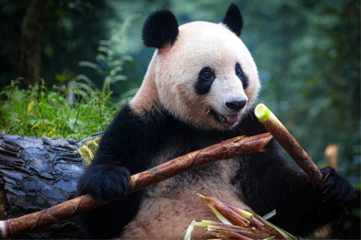 Çin\'de Dev Panda Koruma ve Araştırma Merkezi Açıldı